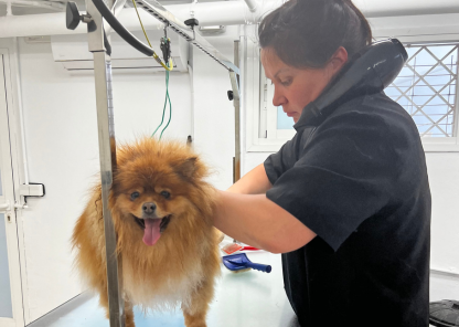 Veterinaria Pedro Darder servicio peluquería