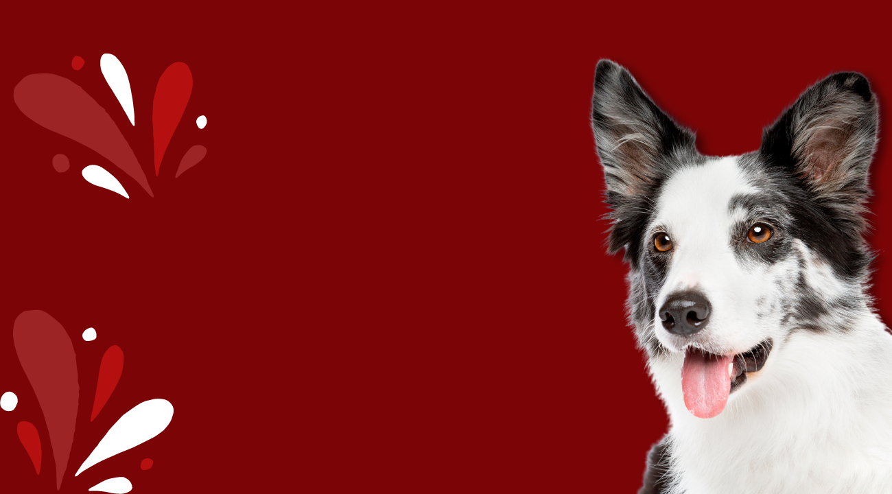 CLÍNICA VETERINARIA <br/> PEDRO DARDER