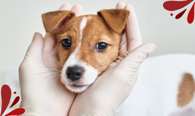 Veterinaria Pedro Darder imagen perro