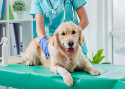 Servicio traumatología veterinaria Pedro Darder