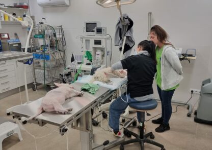 Servicio urgencias 24h veterinaria Pedro Darder
