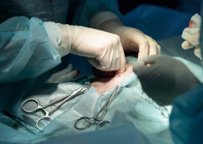 Veterinary surgery, operation, laparotomy concept. Closeup of cesarean section of cat